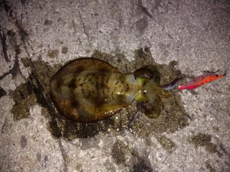 エギ王Kが大活躍